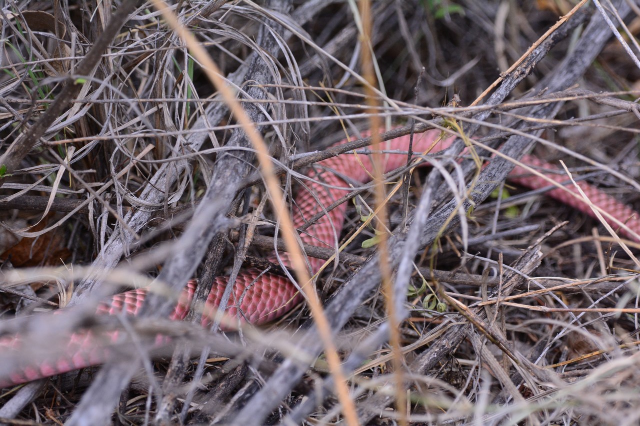 Masticophis flagellum